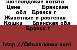 шотландские котята › Цена ­ 3 000 - Брянская обл., Брянск г. Животные и растения » Кошки   . Брянская обл.,Брянск г.